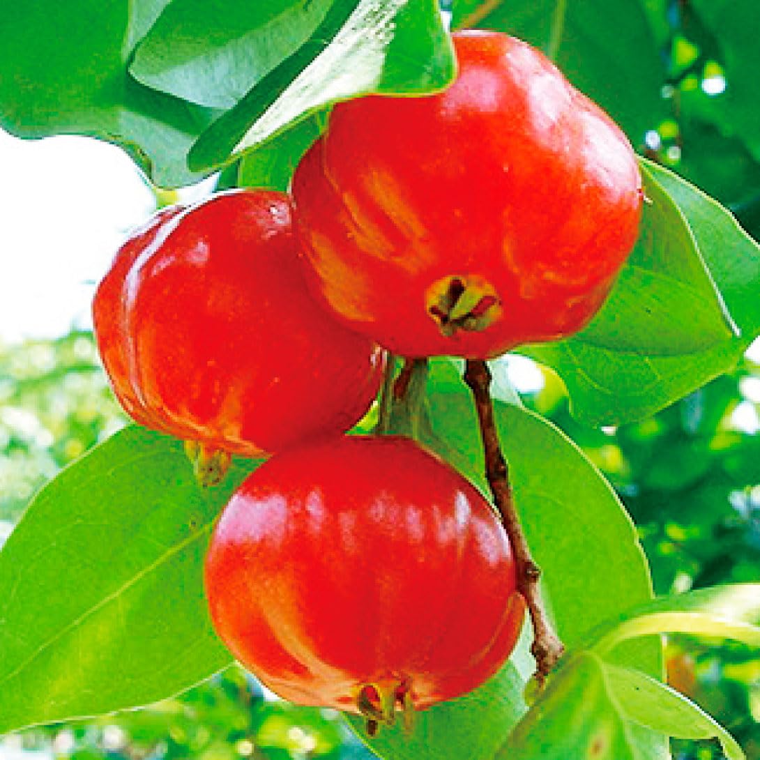 Amazon.co.jp: 果樹苗 ピタンガ ラバー 1株 / 国華園 25年春商品